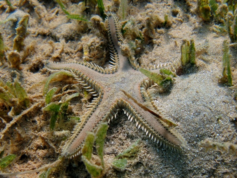 Astropecten platyacanthus (Philippi, 1837)